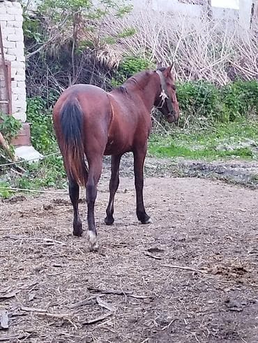 erkək danalar: Erkək, il: 2, Ünvandan götürmə — 2