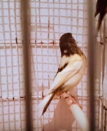 Bülbülərin satışı