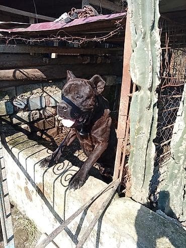 pişik su qabı: Kane-Korso, Peyvəndli — 1