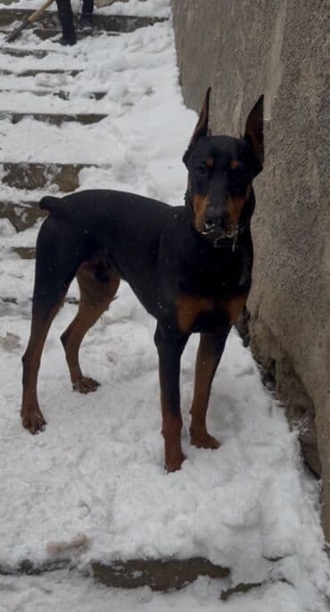 доберман купить: Doberman, Cütləşmə üçün — 2