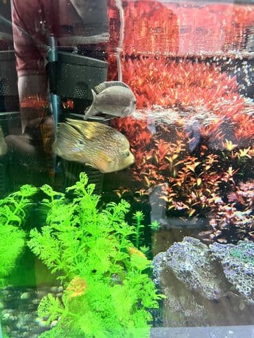 akvarium bitkileri: Dördbucaq akvarium, Balıqlarla birlikdə, 65 l, Ünvandan götürmə — 4
