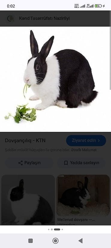 dovsan satışı: Barter mümkündür yerli cins erkek böyük dovşanlar. Qara-ağ ev dovşanı — 1