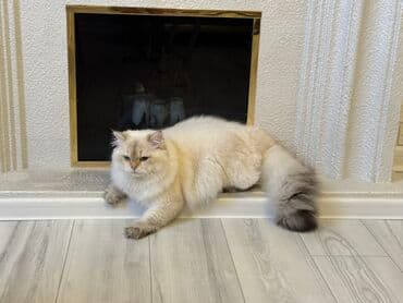 pişik balasi: Britan — 5