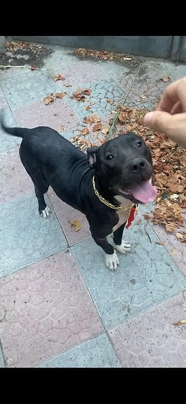 american bully satışı: Pitbul, 10 ay, Dişi — 2