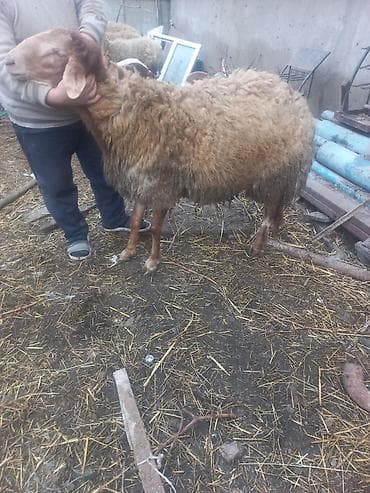 Qoyun – ətlik/yunlu yerli tip - Cins tipi: yerli ətlik‑yunlu — 10