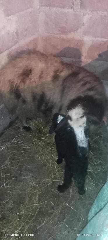 mal heyvan satisi: Erkəy quzulu Qoçlu qoyun – ana ilə quzu birlikdə - Növ: Yerli — 2