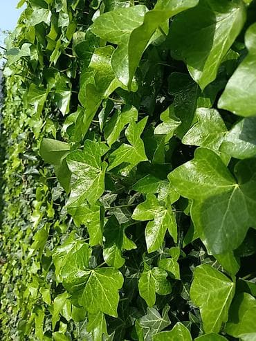 3 otaqlı: Novxanı – “Green Villa” kirayə bağ evi - Geniş, yaşıllıqla — 9