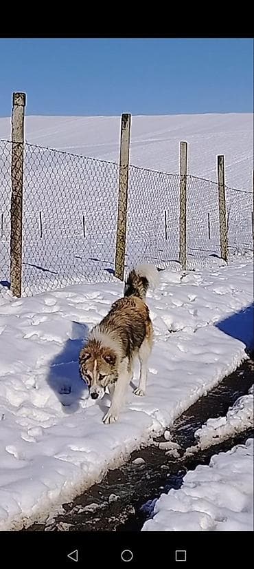 Qurdbasardı 6 ayliq qoyun iti