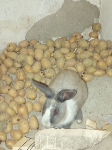 dovşanlar: Ev dovşanı - Cins/Tip: Evcil dekorativ dovşan - Rəng: Boz-krem ağ — 3