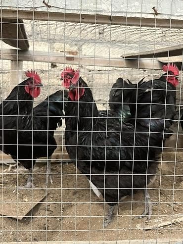 Qara rəngli xoruzlar – damazlıq üçün Məhsul təsviri: - Tamamilə qara