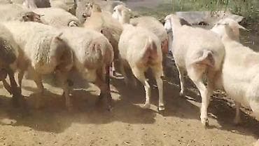sudluk inek satilir: Dişi, il: 1, Damazlıq, Pulsuz çatdırılma — 2