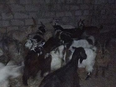 Keçilər, çəpişlər: Erkək, il: 1, 22 kq, Ətlik, Ünvandan götürmə — 2