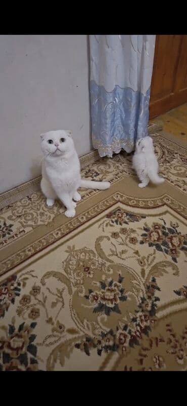 сиамская вислоухая кошка цена: Шотландская, Самец, Для вязки, Платная доставка — 9