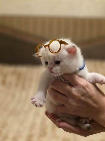 pişiylər: Britan — 7