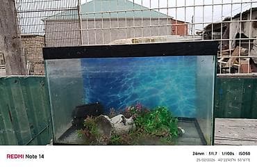 yumru akvaryum: Dördbucaq akvarium, Boş, 25 l, Ünvandan götürmə — 2