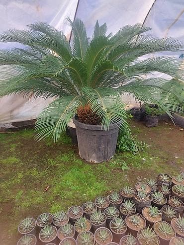 gul hicab instagram: Saqo Palmı (Cycas revoluta) – böyük dekorativ qazonda - Növlə: Cycas — 3