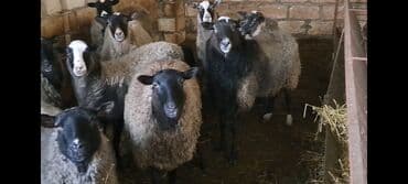 Qazlar: Satılır: Qoyun sürüsü - Növ: yerli qarışıq cinsli qoyunlar (qara, boz — 1