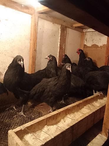 ag at sekilleri: Allah'ın salamı olsun hər birinizə! 15 dənə 3 ay yarımlıq orjinal — 4