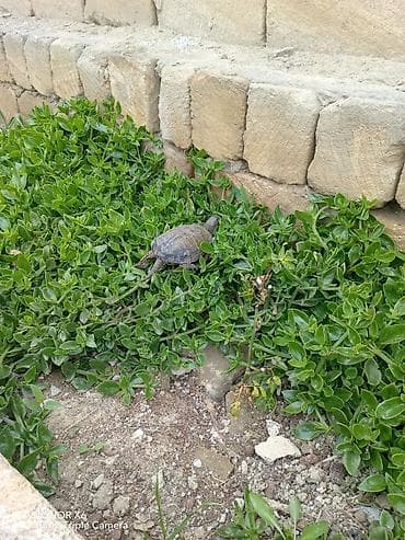 Аквариумные аксессуары и принадлежности: Növ: Quru/su tısbağası. BARTER MÜMKÜNDÜR Xüsusiyyətlər: - Yarımsu — 7