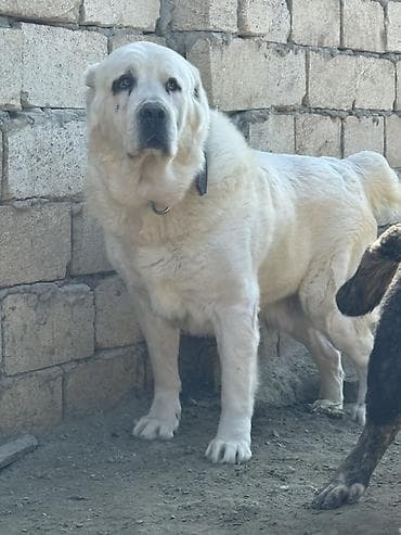 pomeranian boo mini: Alabay, 4 il, Erkek — 2