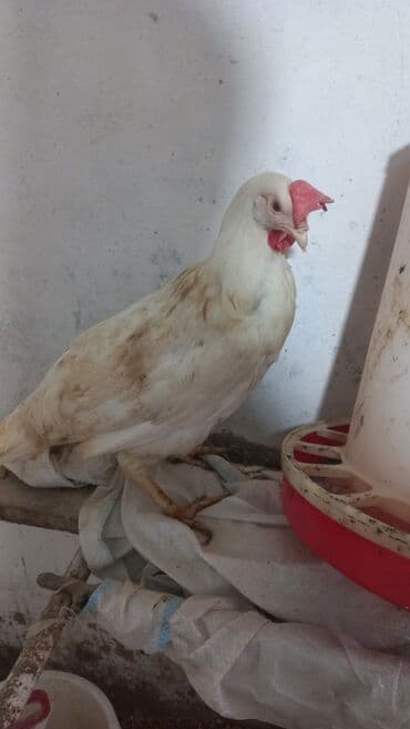 Volkswagen: Liqorin toyuqlari satilir cavandilar Sari ve Ag yumurta verenler di — 6