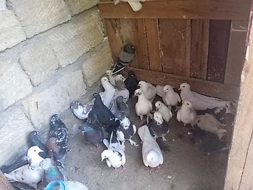 göyercin: Məhsul: 30 eded göyercin tam saqlam quşlardır — 1