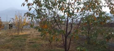 sahə: 10 sot, Tikinti, Mülkiyyətçi — 8