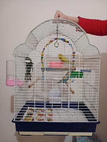 balaca itler satisi: Cut Papuqay tutu quwu satiram cutdu yumurtalamaga hazirlawirlar — 1