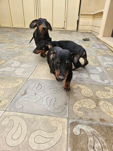 balaca it şəkilləri: 3 ay — 2