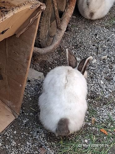 dovşam: Doşan Kaliforniya cinsidi 1 dişi 1 erkəkdi.Qiymıt iksine aitdir — 2