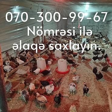 Toyuq cücələri, Damazlıq, Ünvandan götürmə