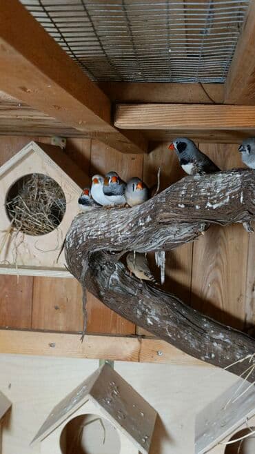 amadin yuvası: Zebra ispinozları Amadin – müxtəlif rəng mutasiyaları ilə qrup — 3