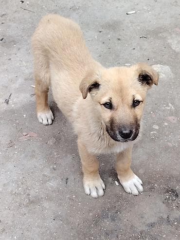heyvan yemi: Balaca it balası – qum rəngində tüklü, qara burnu və ağ corablı — 5