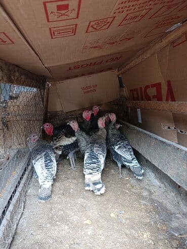 cuce sekli: Bronz rəngli hinduşka sürüsü - Növ: Hinduşka (bronze/çəhrayı başlı — 2
