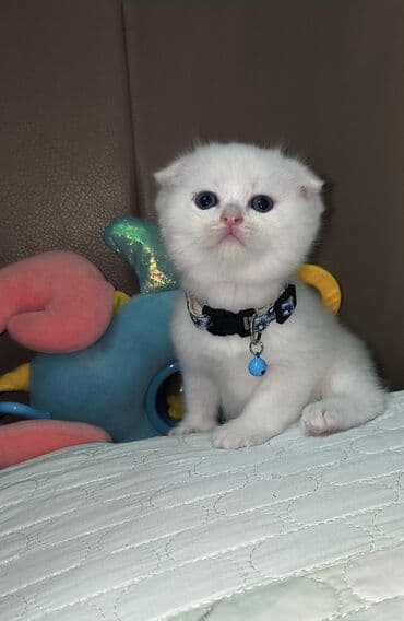 şirin pişik: Şotland yastı qulaq, Erkək — 4