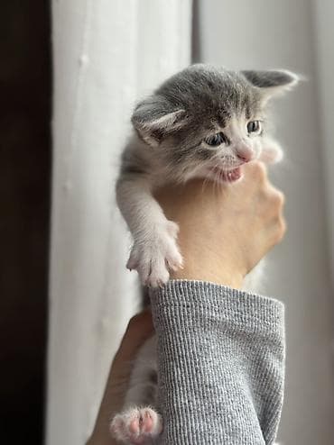 sahibləndirmə: Yaxşı əllərə — 9