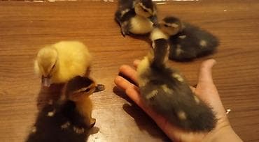 dəvə quşu: 1lavanda 4macar balası. 8Günlükdu.mayalanib vitaminləri verilib.Hamisi — 3