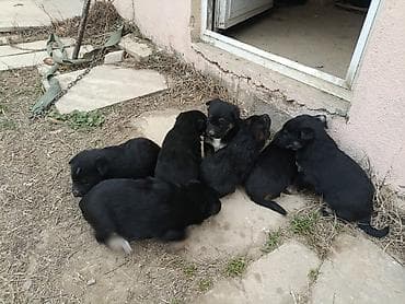 sibir avcarkasi: Alman çoban iti — 2