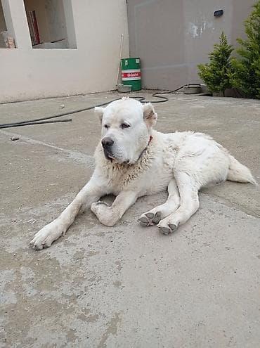 tibet iti: Alabay, 8 ay, Erkek, Ünvandan götürmə — 2