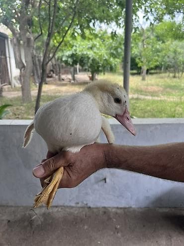 disi at: Muscovy (hind) ördək balası - Cins: Muscovy/hind ördəyi - Rəng: ağ — 2