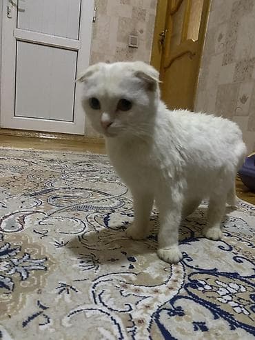 siam pişiyi: Şotland yastı qulaq — 2