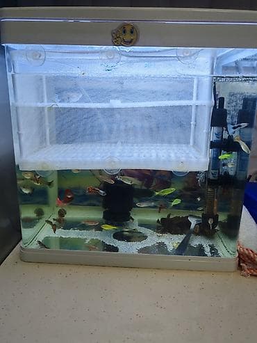 akvarium baliqlari haqqinda melumat: Akvaryum dəsti – LED işıqlı, içində 20 den çox quppy balıq və danio — 5