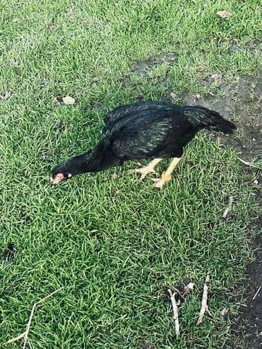 Toyuq cücələri, Damazlıq