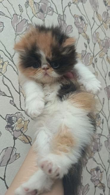 xoruz sekilleri: Fars — 2