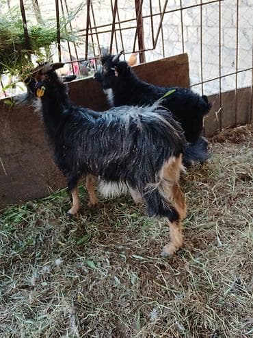 en ucuz uce: Ana bala bala erkey fevralda olub.ot yem yir - Növ: Yerli (dağ tipli) — 1