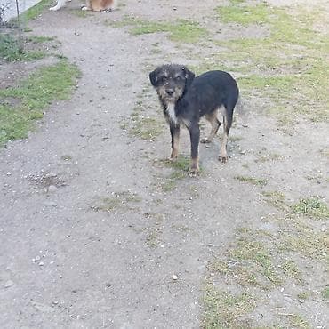 gelincik heyvan: Peyvəndli — 6