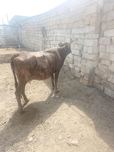 simmental inək satılır: Dişi, il: 6, 320 kq, Damazlıq, Ətlik — 6