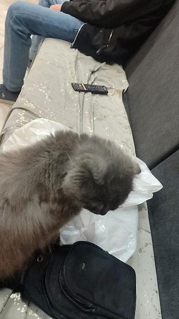 ucuz pişiy: Şotland yastı qulaq, Dişi, Ünvandan götürmə — 2