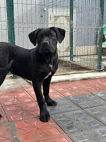 кане корсо купить: 2 Ədəd Erkək və Dişi. Cane Corso Təmiz Qan – həm həyət, həm də ailə — 8