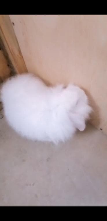 velikan dovsan: Ağ tüklü quşqulaq (lop-eared) dekorativ dovşan ev dosani reyal aliciya — 2